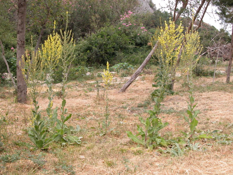 Verbascum pulverulentum / Verbasco a candelabro